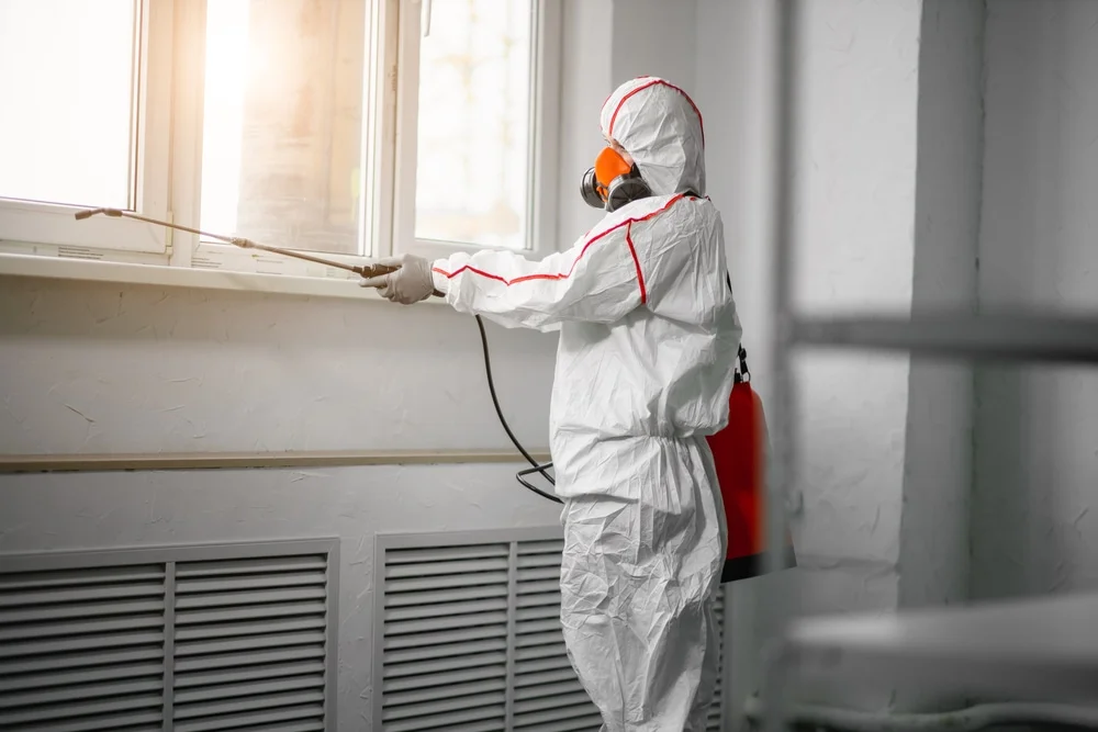 Professional mold remediation services in Green Valley Lake, CA